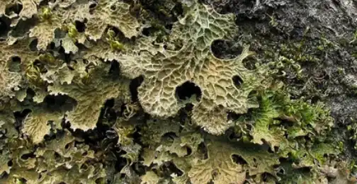 Can lichen be used as an antibiotic?